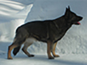 Small picture of Wölfin von Karthago
